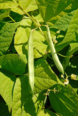 Phaseolus vulgaris 'Karin' , Haricot grain sec