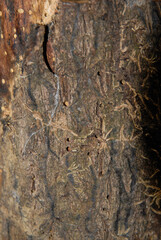 Bourdaine, Frangula alnus, Rhamnus frangula, ecorce