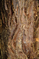 Calocedre, Calocedrus decurrens, écorce