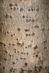 Charme commun, Carpinus betulus, ecorce