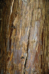 Cyprès chauve, Taxodium distichum, ecorce