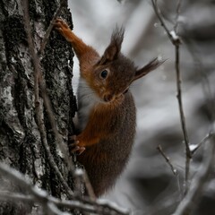 Inquisitive squirrel peeking out from the tree, standing on its hind legs