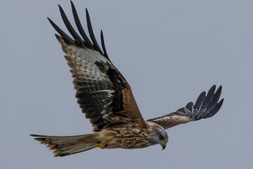 Red kite scouting for prey through clear sky above clouds and lush foliage
