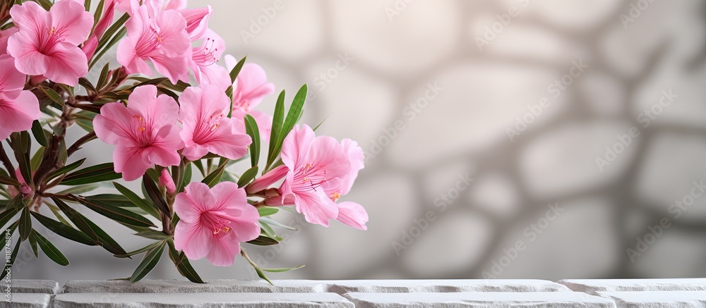 Poster a pink nerium oleander twig with beautiful blooms against a backdrop of white bricks ample space ava