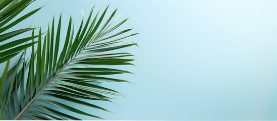 Obraz premium The photo shows a copy space image featuring palm leaves and a line