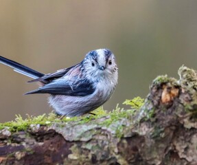 Closeup of a long tailed tit perched on a mossy tree stump