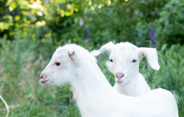 Two young goats stand together in a green field dotted with yellow flowers