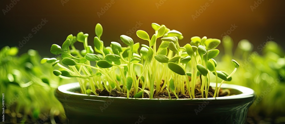 Poster A close up of mung bean sprouts or seedlings in a bowl with a copy space image