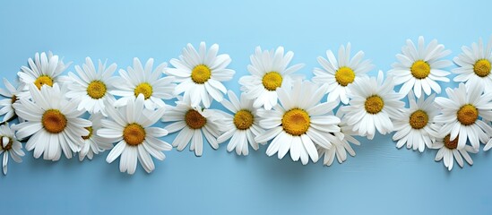 Fototapeta premium A spring and summer composition featuring white camomiles on a blue background creating a stunning copy space image