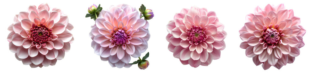 Fototapeta premium Pink dahlia set PNG. Set of white dahlias isolated. Pink dahlia flower PNG. Pink dahlia flower top view PNG. Dahlia flower flat lay isolated. Summertime flower bloom