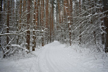Road in winter pine forest. Snow covered road in the winter forest. Walk in winter unusual roads and forest trails. The snowy forest road.