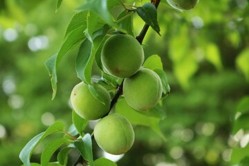 新緑の頃　梅の実