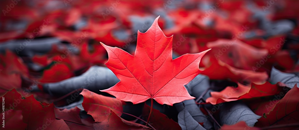 Aufkleber the vibrant maple leaf stands out against the background leaving room for other elements in the copy