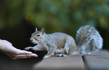 Squirrel perched on a wooden ledge, being fed by a human, extending its arm