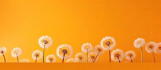 A vibrant orange background highlights a close up view of dandelions creating an ideal copy space image for a greeting card