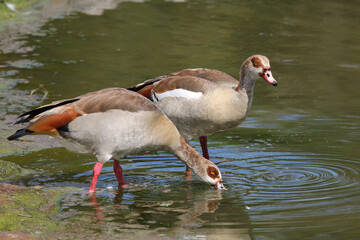 Nilgans / Egyptian goose / Alopochen aegyptiacus