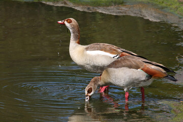 Nilgans / Egyptian goose / Alopochen aegyptiacus
