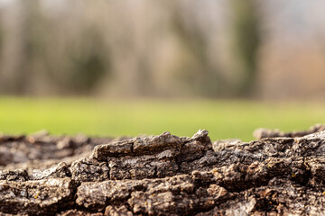 natural tree bark background for cosmetic product display