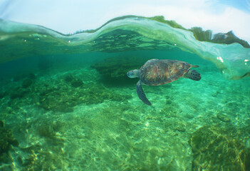 a sea turtle on a beach in the caribbean sea