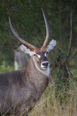 Wasserbock / Waterbuck / Kobus ellipsiprymnus