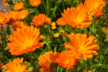 Close up view of orange, English marigold or Calendula officinalis flowers
