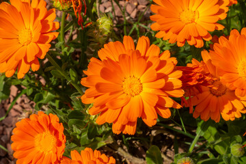 Close up view of orange, English marigold or Calendula officinalis flowers