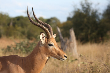 Schwarzfersenantilope / Impala / Aepyceros melampus