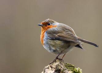 Robin bird perched on a mossy branch, surrounded by greenery.