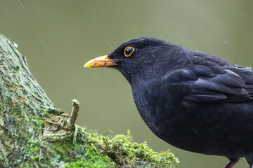 Black bird perched on a moss-covered tree branch