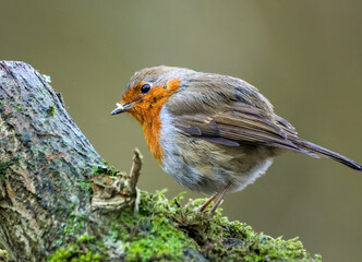 Robin bird perched on a mossy branch, surrounded by greenery.