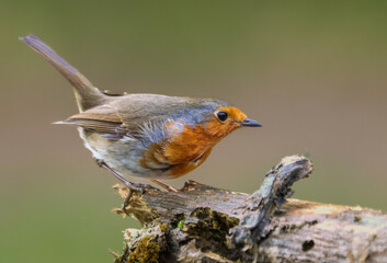 Robin bird perched on a mossy branch, surrounded by greenery.