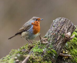 Robin bird perched on a mossy branch, surrounded by greenery.