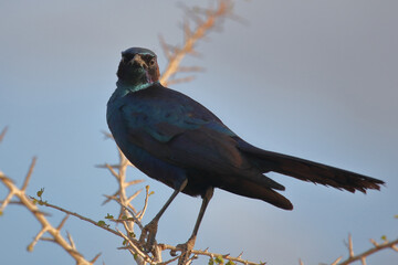 Riesenglanzstar / Burchell's starling / Lamprotornis australis