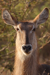 Wasserbock / Waterbuck / Kobus ellipsiprymnus