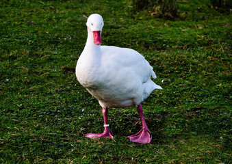 Young Coscoroba Swan Martin Mere