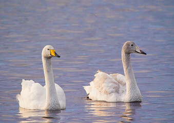 Mature and young swan swimming