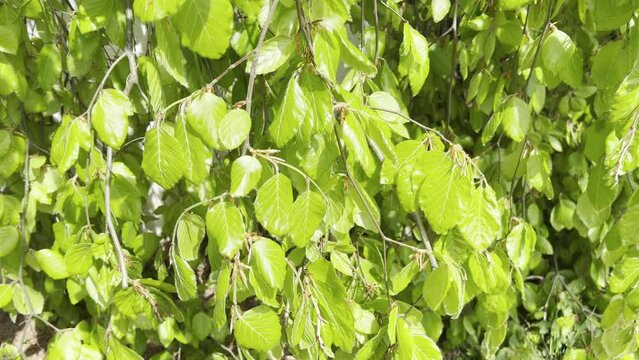 Beech leaf, Fagus, sylvatica