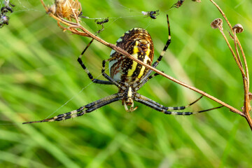 female spider Argiope Bruennichi on a web with dead insects in a garden on a background of green grass
