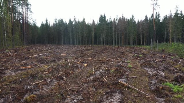 Cleared forest area with stumps and debris, bordered by dense trees.