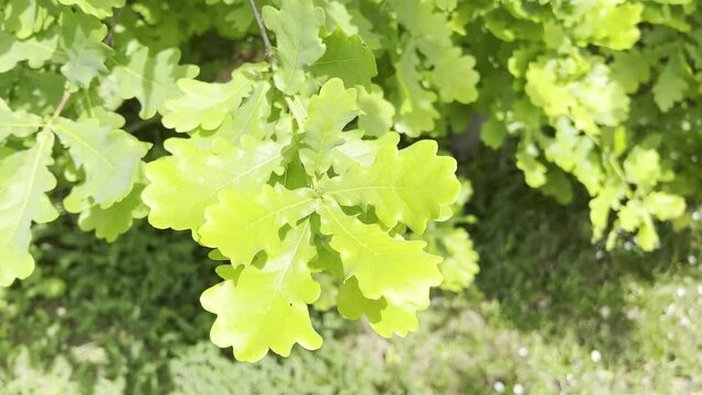 Oak, Quercus robur