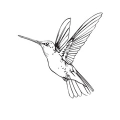 Obraz premium Hummingbird in cartoon, doodle style. Image for t-shirt, web, mobile apps and ui. Isolated 2d vector illustration in logo, icon, sketch style, Eps 10. AI Generative