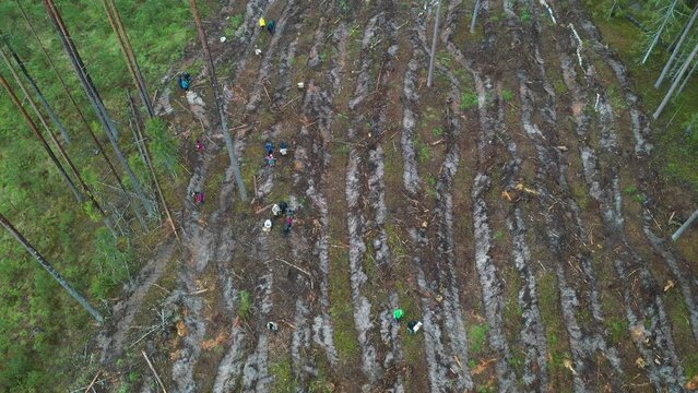 Smiltene, Latvia - May 10, 2024 - Aerial view of a large-scale reforestation project in a muddy cleared area of dense forest. People plant a forest