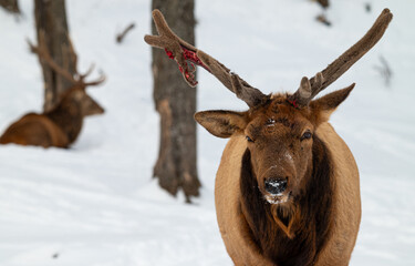 a very pretty elk with big antlers in the snow