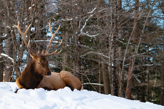 a brown elk laying in the snow and trees in the background