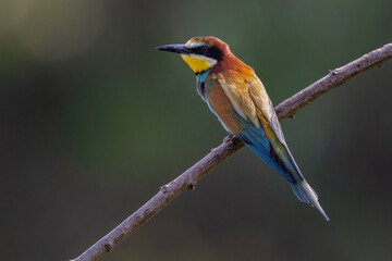 Bee eater perched on twig, gazing into the distance