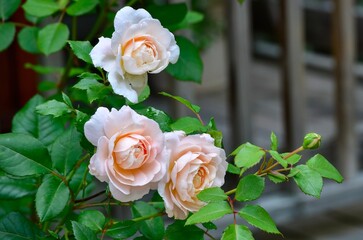 Blooming crocus roses in the summer evening
