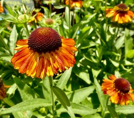 Orange and red coneflowers scattered amidst lush grass, nestled alongside flourishing bushes