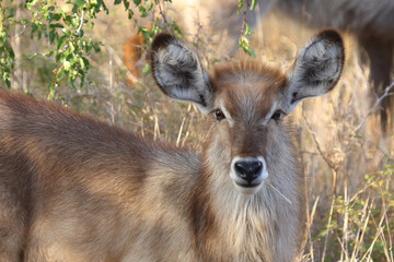 Wasserbock / Waterbuck / Kobus ellipsiprymnus..