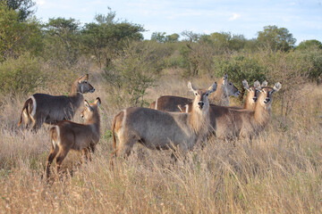 Wasserbock / Waterbuck / Kobus ellipsiprymnus..