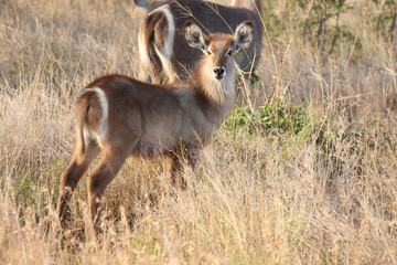 Wasserbock / Waterbuck / Kobus ellipsiprymnus..